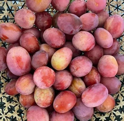 Fredensgaard Naer Billund Jordrup